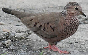 Common Ground Dove