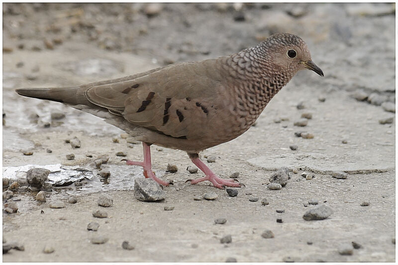 Common Ground Doveadult