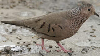 Common Ground Dove