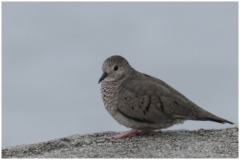 Common Ground Doveadult