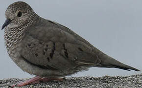 Common Ground Dove