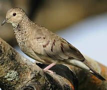 Common Ground Dove