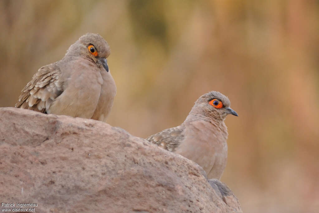 Bare-faced Ground Doveadult, pigmentation