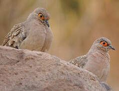 Bare-faced Ground Dove