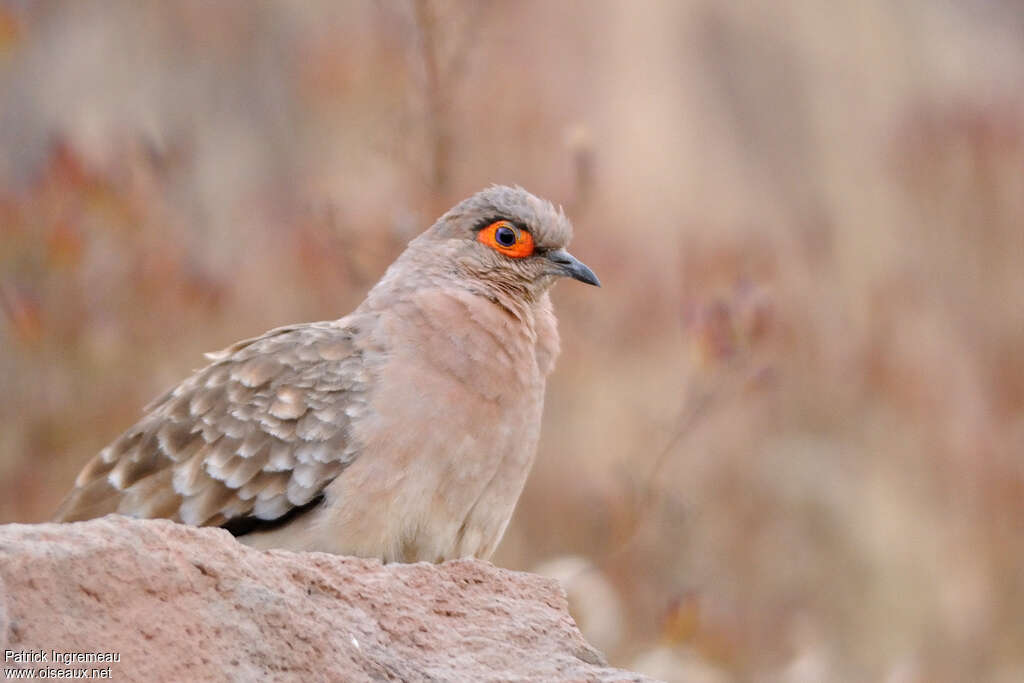 Bare-faced Ground Doveadult, close-up portrait