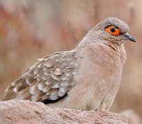 Bare-faced Ground Dove