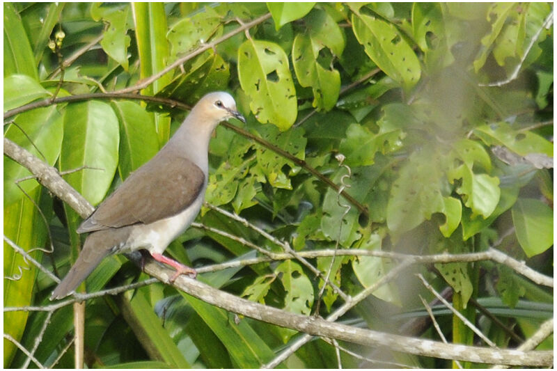 White-tipped Doveadult