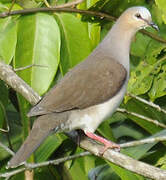 White-tipped Dove