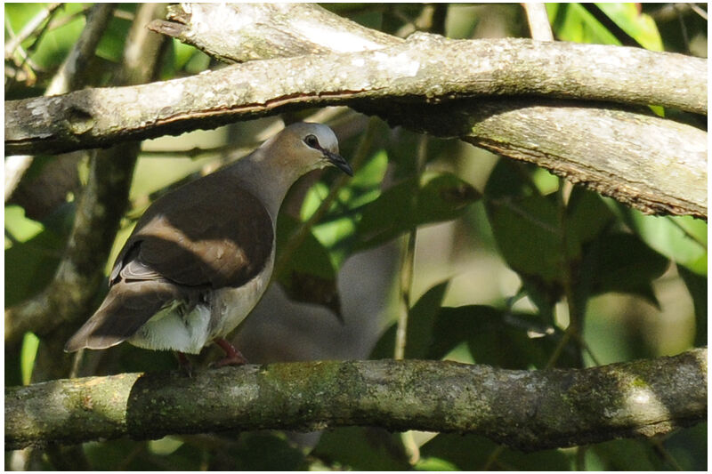 White-tipped Doveadult