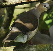 White-tipped Dove