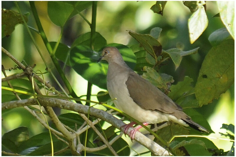 White-tipped Doveimmature