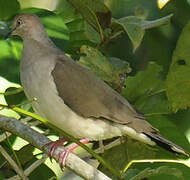 White-tipped Dove