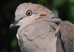 White-tipped Dove