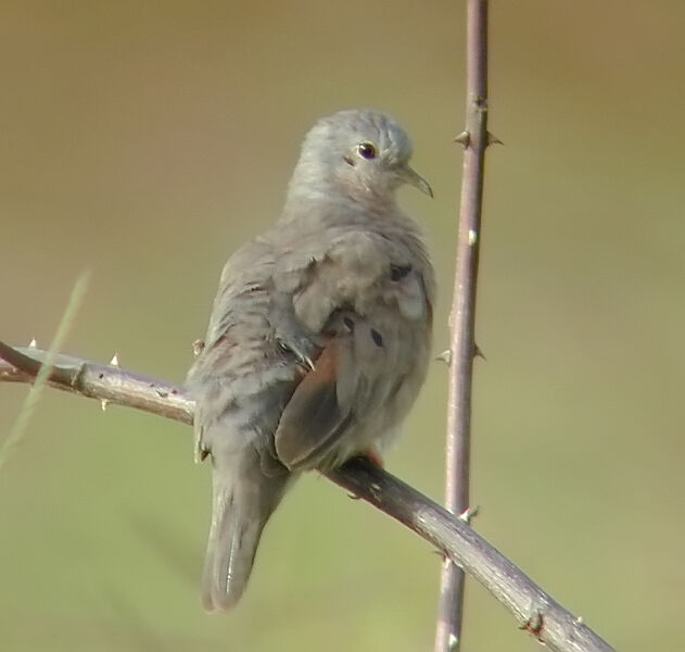 Plain-breasted Ground Dove