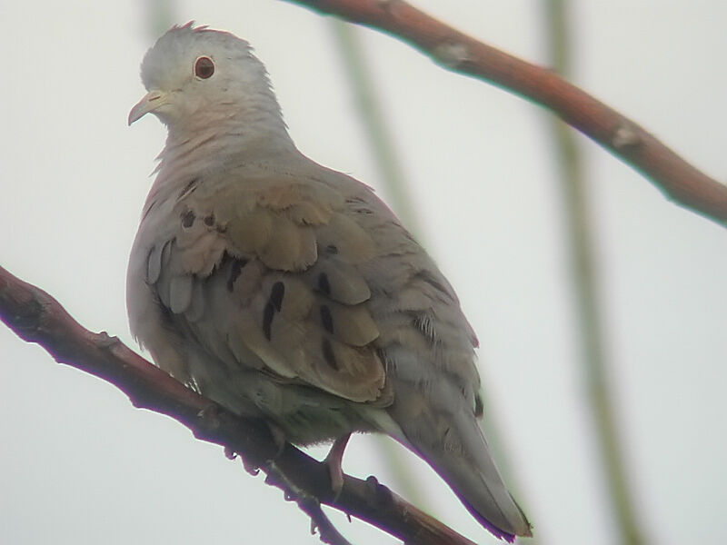 Plain-breasted Ground Dove