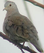 Plain-breasted Ground Dove