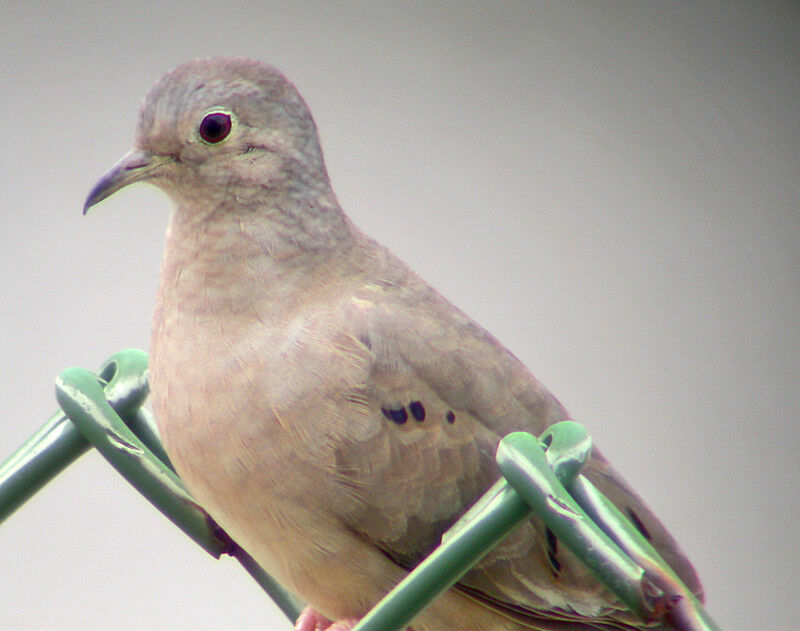 Plain-breasted Ground Dove