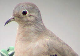 Plain-breasted Ground Dove