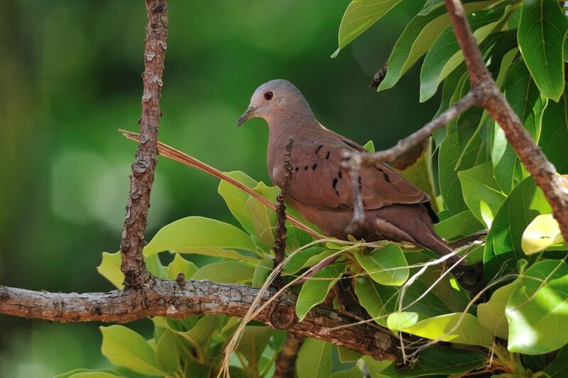 Ruddy Ground Dove male adult, Reproduction-nesting