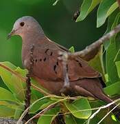 Ruddy Ground Dove