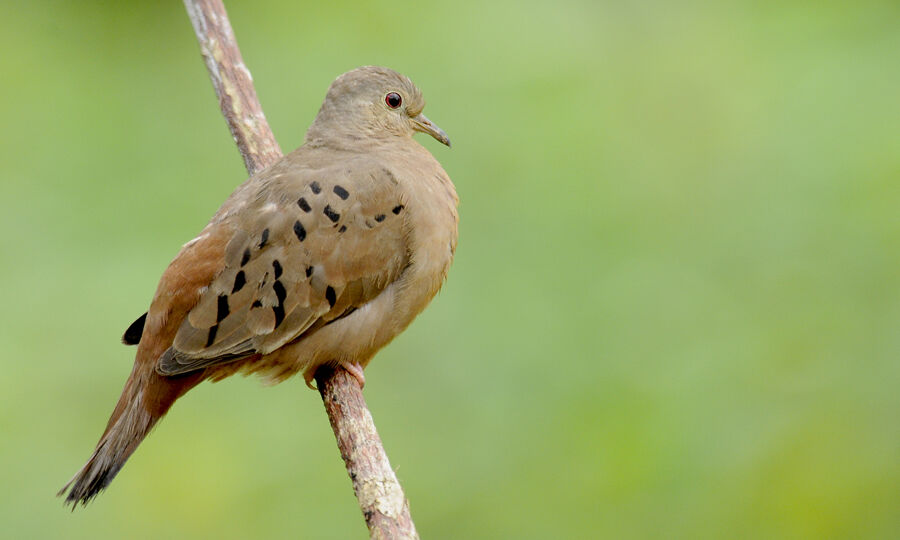 Ruddy Ground Dove female adult