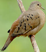 Ruddy Ground Dove