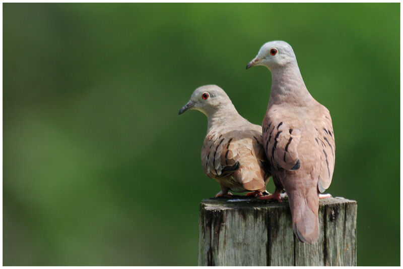 Ruddy Ground Dove adult