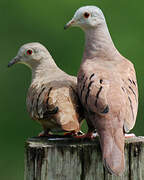 Ruddy Ground Dove