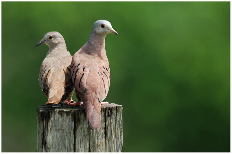 Ruddy Ground Dove adult