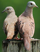 Ruddy Ground Dove