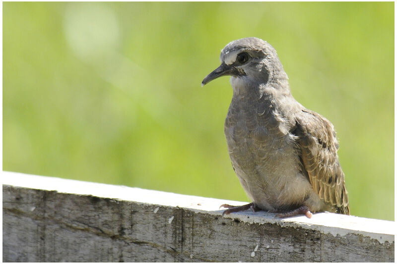 Ruddy Ground Dovejuvenile