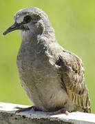 Ruddy Ground Dove