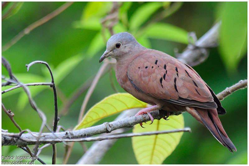 Ruddy Ground Dove male adult, identification