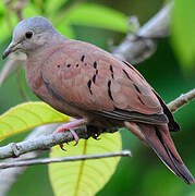 Ruddy Ground Dove