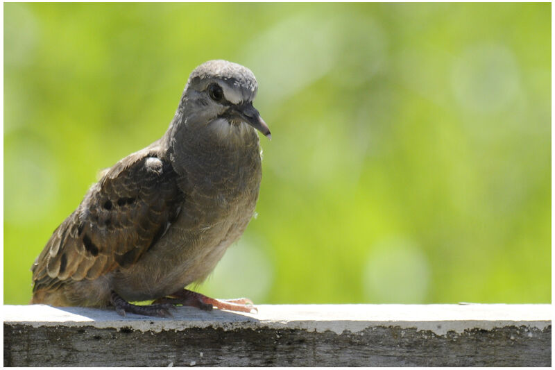 Ruddy Ground Dovejuvenile