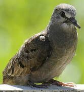 Ruddy Ground Dove