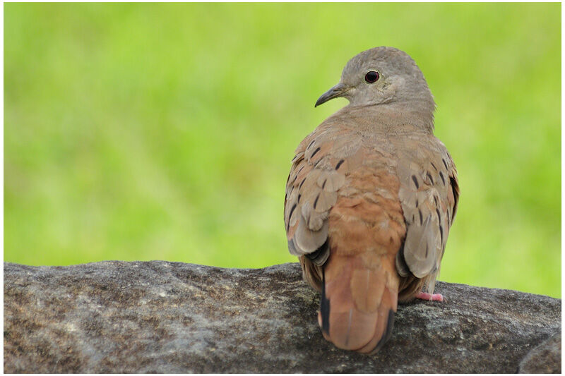 Colombe rousse femelle adulte, identification