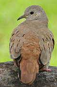 Ruddy Ground Dove