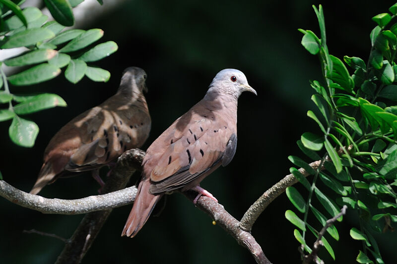 Ruddy Ground Dove 