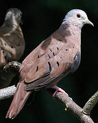 Ruddy Ground Dove