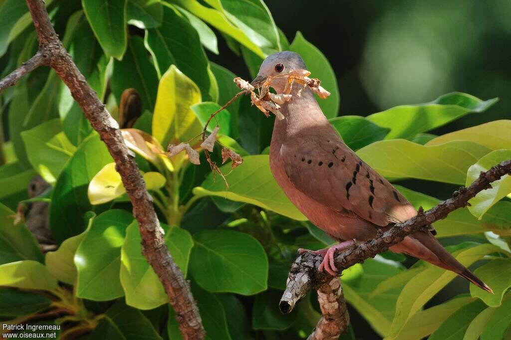 Ruddy Ground Dove male adult, Reproduction-nesting