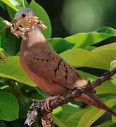 Ruddy Ground Dove