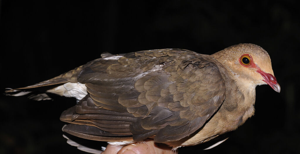 Ruddy Quail-Dove female adult