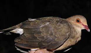 Ruddy Quail-Dove