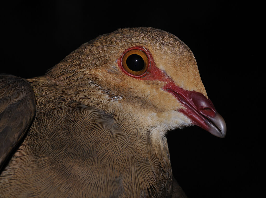 Ruddy Quail-Dove female adult