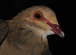 Ruddy Quail-Dove