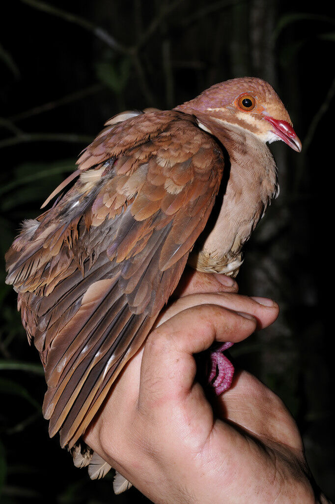 Colombe rouviolette