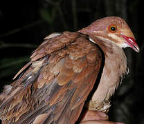 Ruddy Quail-Dove