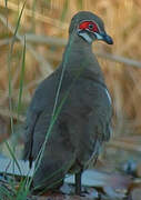 Partridge Pigeon