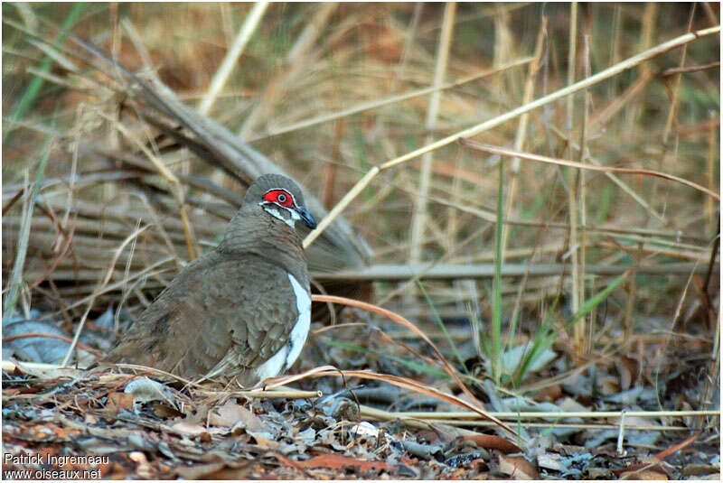 Partridge Pigeonadult